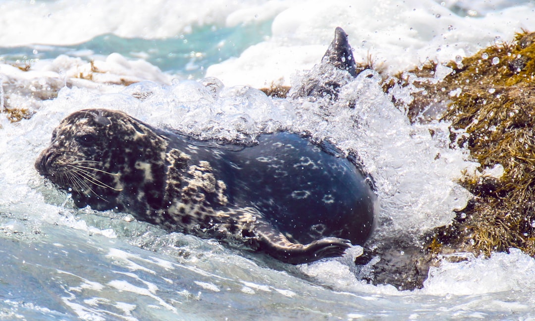 templar seal impression templar seal impression