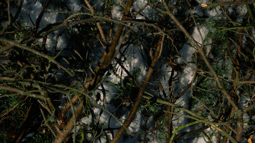 templar white mantle red cross templar white mantle red cross